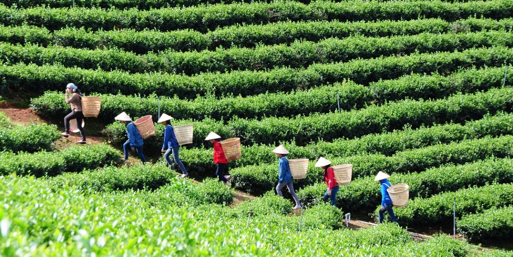 Trà xanh Đà Lạt